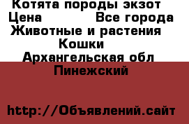 Котята породы экзот › Цена ­ 7 000 - Все города Животные и растения » Кошки   . Архангельская обл.,Пинежский 